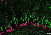 How to Maintain Sharp Memory as You Age