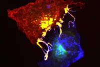 How Nutrient Deprivation Drives Cell Migration