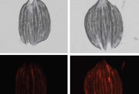 Can Certain Fats Protect Against Neurodegenerative Disease?