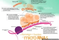 New Study Reveals MicroRNA’s Role in Major Depression