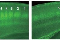 How Cannabis Impacts Neural Circuit Development