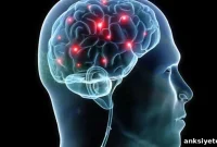 Study Reveals How Weight-Loss Drug Affects the Brain
