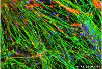 New Method Generates Human Neural Stem Cells for 3D Brain Models