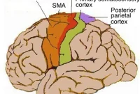 Study: Anxiety Responses Engage Brain Movement Control Centers
