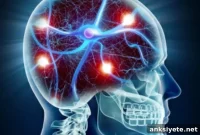 Stress Hormones Rewire the Brain, New Study Finds