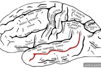 How Your Brain Decides if an Experience Feels Pleasant