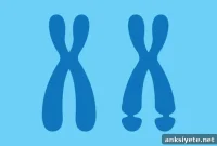 Fragile X Syndrome: New Mechanism Explains Symptoms