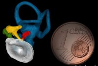 Neanderthal vs Human Ear Bones: Different Shape, Same Function