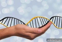 Study Identifies Genetic Variant Linked to Autism