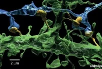 How the Brain Learns: Key Neuroscience Insights for Learning