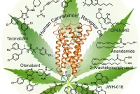 The Marijuana Receptor Explained: How Cannabis Affects Your Brain