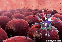Hidden Molecules Could Transform Immune System Research