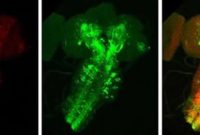 Mapping Neural Circuits in the Drosophila Brain