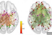 How Short-Term Task Learning Rewires Brain Networks