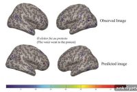 How the Brain Reads English and Portuguese Sentences Alike