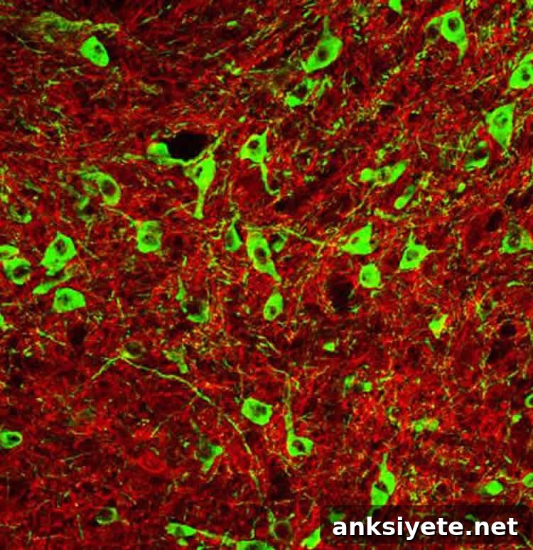 featured 35620