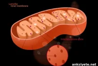 Brain Energy Failure May Trigger Alzheimer’s Disease