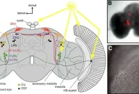 Quasimodo Reveals Why Our Circadian Rhythms Tick