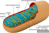 Cannabinoids Cause Memory Loss by Lowering Neuronal Energy
