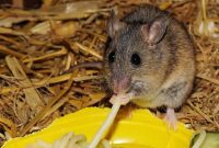 Researchers Identify Brain Circuit That Regulates Feeding in Mice