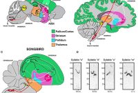 Speech Genes Found in Other Species, Not Just Humans