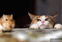Food or Flight: Molecular Mechanisms of Risk-Reward Decisions