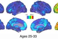 Why Memory Related Brain Activity Loses Cohesion With Age