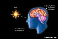 Disrupting Brain Clock Triggers Depression-Like Symptoms in Mice