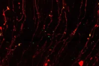 How Neural Stem Cells Create Highways for RNA Transport