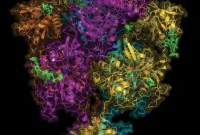 Mapping NMDA Receptors in the Brain: Techniques and Insights