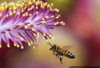 How Honeybee Memories Offer New Clues to Alzheimer’s