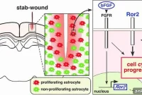 How the Brain Repairs Itself After Injury