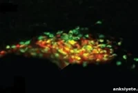 How Neurons Predict Your Body’s Response to Food and Water