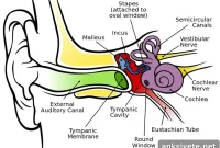 New Study Links Noise Sensitivity to Brain Function Changes