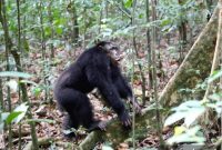 Oxytocin Boosts Social Bonds in Chimpanzees