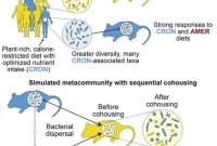 How Your Gut Microbiome’s Past Diets May Undermine New Diets