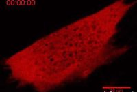 Live-Cell Imaging Tool Reveals Protein Phase Separation