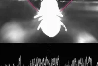 How the Brain Shapes Perception and Drives Behavior