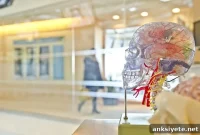 Neural pathways that separate similar memories discovered