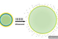 Targeted Noninvasive Ultrasound Modulates Rat Brain Activity