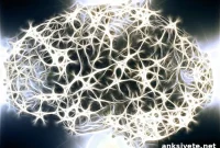 Brain Plasticity: How Adult-Born Neurons Integrate