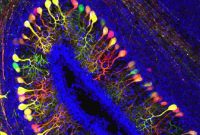 Thyroid Hormone Transporter Controls Embryonic Brain Development