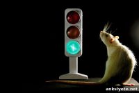 Brain’s Traffic Light: How Neurons Regulate Signals