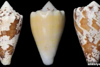 Marine Snail Compound Could Replace Opioids