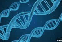 Autism Risk Genes Linked to Brain Development