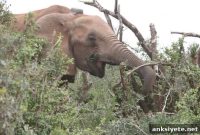 How Fitbits Reveal Sleep Patterns of Wild Elephants