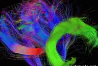 Brain Region Behind Theory of Mind Revealed