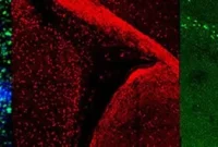 New Strategy Finds Drug Targets for Brain Repair