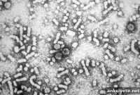 Study Finds Hepatitis B and C May Raise Parkinson’s Risk