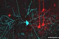 How Minor Inhibition Tunes the Brain’s GPS
